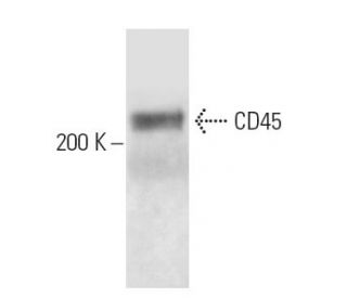 CD45 Antibody (OX30) - Western Blotting - Image 14275 