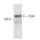 CD45 Antibody (OX30) - Western Blotting - Image 14275 