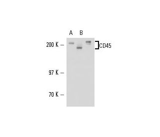 CD45 Antibody (YAML 501.4) - Western Blotting - Image 16222 