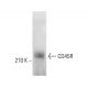 CD45R Antibody (6B6) - Western Blotting - Image 376741