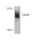 CD45R Antibody (6B6) - Western Blotting - Image 376785 