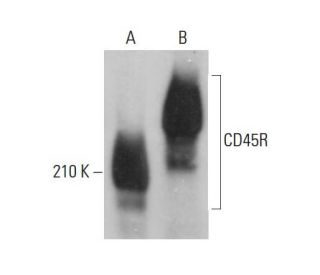 CD45R Antibody (HIS24) - Western Blotting - Image 376790 