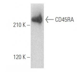 CD45RA Antibody (14.8) - Western Blotting - Image 354118 