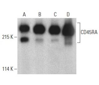 CD45RA Antibody (HI100) - Western Blotting - Image 399146 