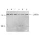 CD45RA Antibody (OX33) - Western Blotting - Image 376784 