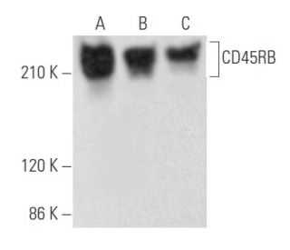 CD45RB Antibody (BRA11) - Western Blotting - Image 355591 