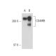 CD45RB Antibody (MEM-55) - Western Blotting - Image 18203