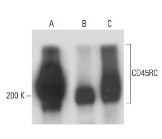 CD45RC Antibody (2Q1664) - Western Blotting - Image 18207