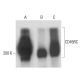 CD45RC Antibody (2Q1664) - Western Blotting - Image 18207
