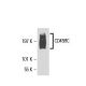 CD45RC Antibody (3H1437) - Western Blotting - Image 17672