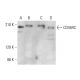 CD45RC Antibody (3H1437) - Western Blotting - Image 377102 