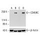 CD45RC Antibody (3H1437) - Western Blotting - Image 413288 