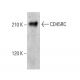 CD45RC Antibody (6A295) - Western Blotting - Image 378485