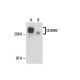 CD45RC Antibody (C455.1F) - Western Blotting - Image 18208