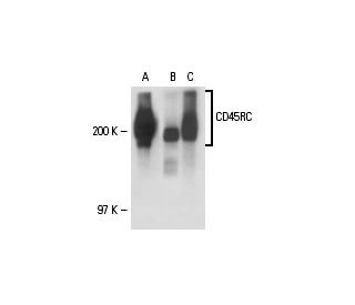 CD45RC Antibody (GL24) - Western Blotting - Image 18206 