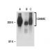 CD45RC Antibody (GL24) - Western Blotting - Image 18206 