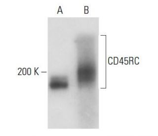 CD45RC Antibody (IBL-8) - Western Blotting - Image 18210