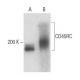 CD45RC Antibody (IBL-8) - Western Blotting - Image 18210