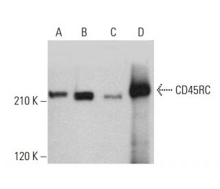 CD45RC Antibody (OX22) - Western Blotting - Image 377107 