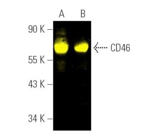 CD46 Antibody (C-10) - Western Blotting - Image 391457 