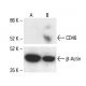 CD46 Antibody (M177) - Western Blotting - Image 411886