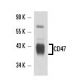 CD47 Antibody (6A296) - Western Blotting - Image 17614