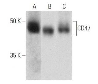 CD47 Antibody (6A296) - Western Blotting - Image 353718 