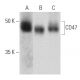 CD47 Antibody (6A296) - Western Blotting - Image 353718 