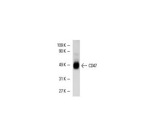 CD47 Antibody (B6H12) - Western Blotting - Image 4882 