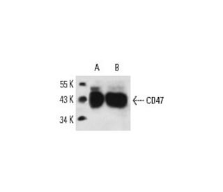 CD47 Antibody (OX101) - Western Blotting - Image 14327 
