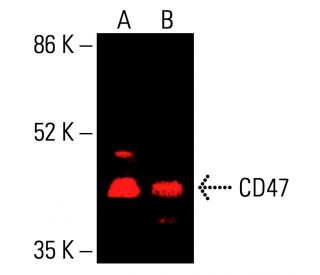 CD47 Antibody (OX101) - Western Blotting - Image 416164 