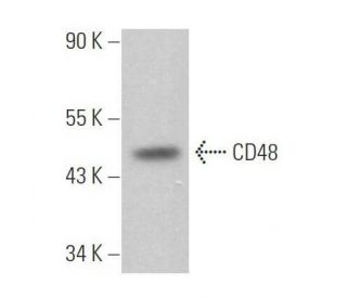 CD48 Antibody (4H9) - Western Blotting - Image 358958 