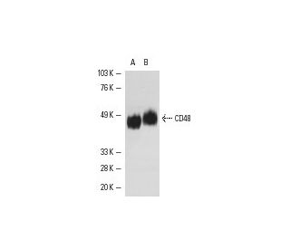 CD48 Antibody (5-4.8) - Western Blotting - Image 4887 