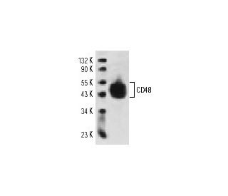 CD48 Antibody (MEM-102) - Western Blotting - Image 12467 
