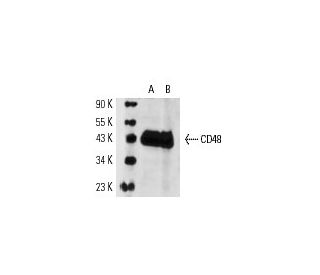 CD48 Antibody (OX46) - Western Blotting - Image 14802 