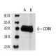 CD48 Antibody (OX46) - Western Blotting - Image 14802 