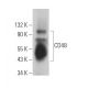 CD48 Antibody (OX46) - Western Blotting - Image 364099