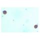 CD5 Antibody (53-7.3) - Immunohistochemistry - Image 4710
