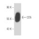 CD5 Antibody (CC17) - Western Blotting - Image 15582