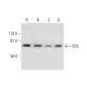 CD5 Antibody (D-9) - Western Blotting - Image 291968