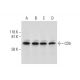 CD5 Antibody (H-3) - Western Blotting - Image 292055 