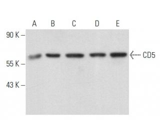 CD5 Antibody (H-3) - Western Blotting - Image 356820 