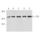 CD5 Antibody (H-3) - Western Blotting - Image 356820 