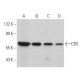 CD5 Antibody (H-3) - Western Blotting - Image 363555