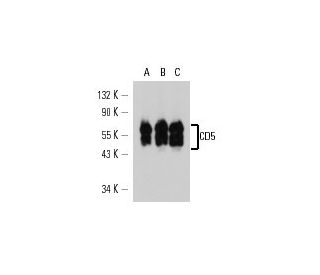 CD5 Antibody (H65) - Western Blotting - Image 14972