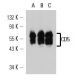 CD5 Antibody (H65) - Western Blotting - Image 14972