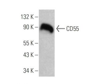 CD55 Antibody (143-30) - Western Blotting - Image 377304 