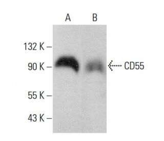 CD55 Antibody (67) - Western Blotting - Image 378729 