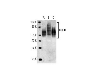 CD58 Antibody (HCD58) - Western Blotting - Image 14056 