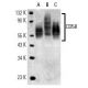 CD58 Antibody (HCD58) - Western Blotting - Image 14056 